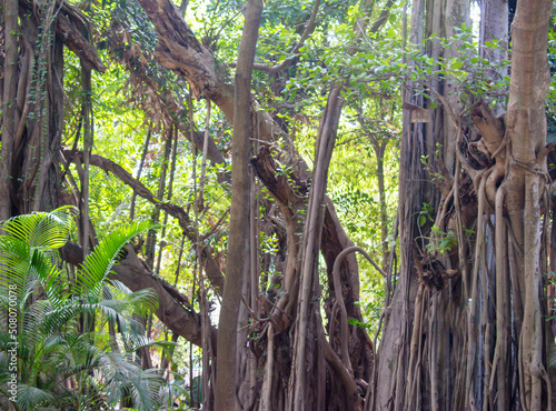 banian tree with extended trunks  in the botanical garden