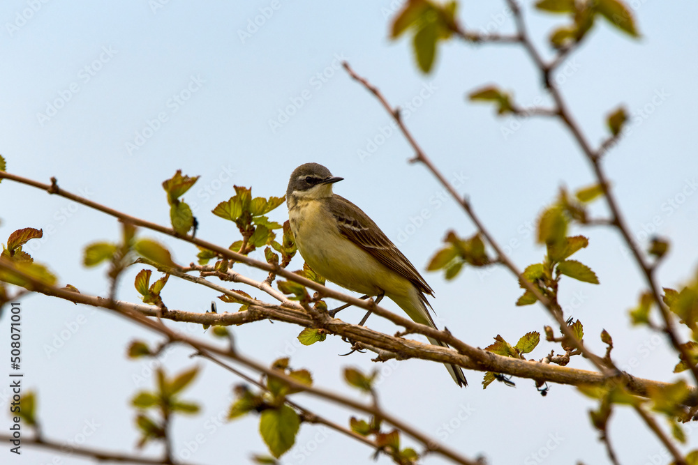 The yellow wagtail (Motacilla flava) is a small songbird in the family Motacillidae. The yellow wagtail (Motacilla flava) is a small songbird in the family Motacillidae.