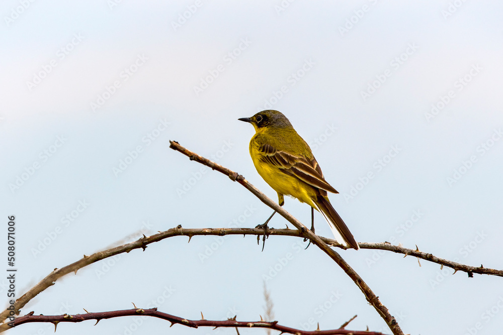 Obraz premium The yellow wagtail (Motacilla flava) is a small songbird in the family Motacillidae.
