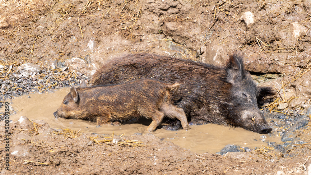 wild boars wallowing in the mud in the wild wild boars wallowing in the mud in the wild