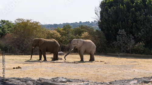 african elephant couple walking in wildlife