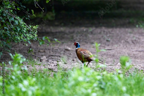 colorful male pheasant, Phasianus colchicus, in its natural habitat in a forest