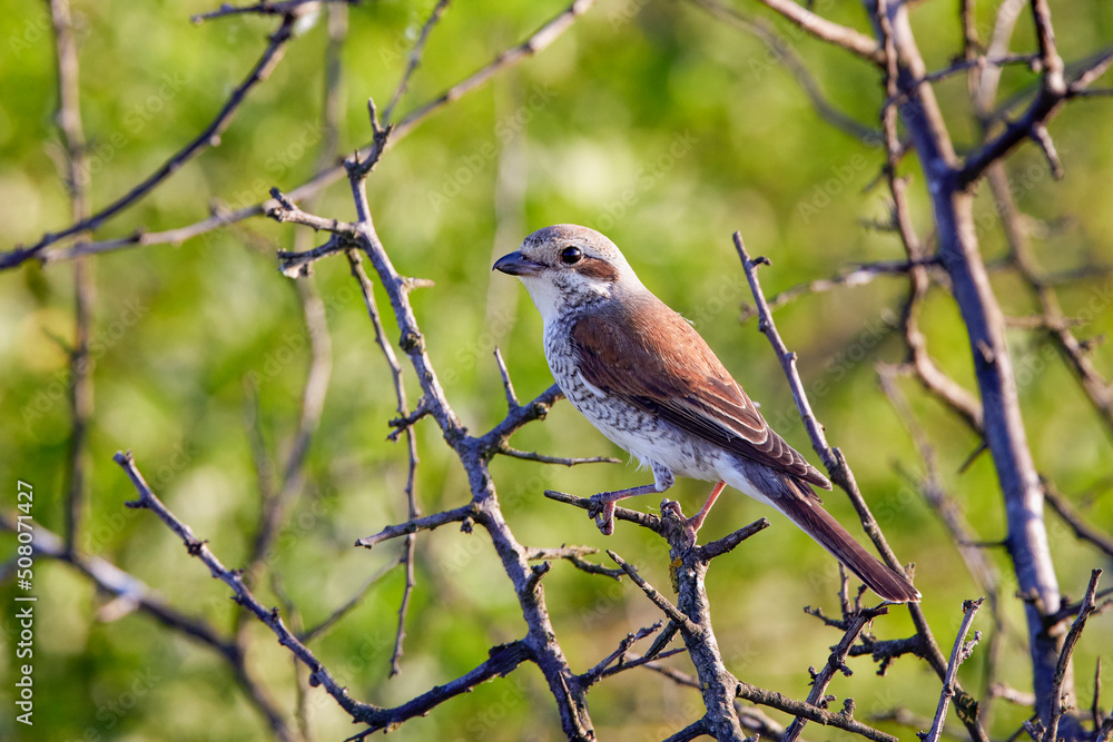 The red-backed shrike (Lanius collurio), female,in various poses