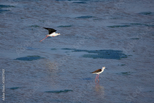 (Himantopus himantopus) is a bird perfectly adapted to its specific biotope, on water surfaces invaded by aquatic plants. © czamfir