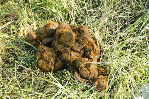 fresh horse droppings on the pasture