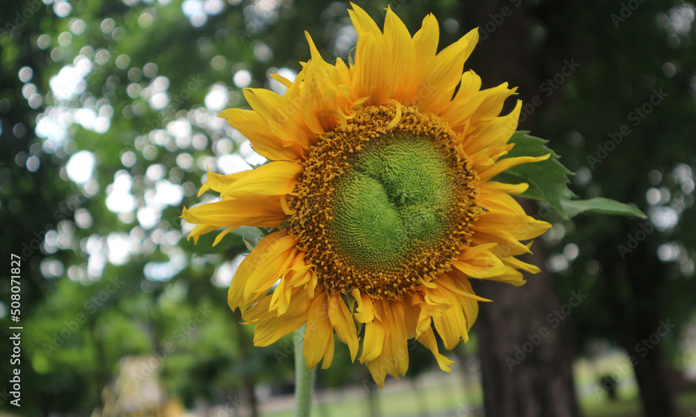 Obraz premium thailand sunflower 