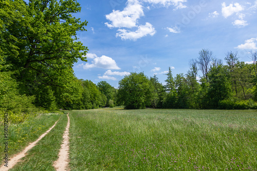 Fototapeta Naklejka Na Ścianę i Meble -  beautiful clearing in a forest