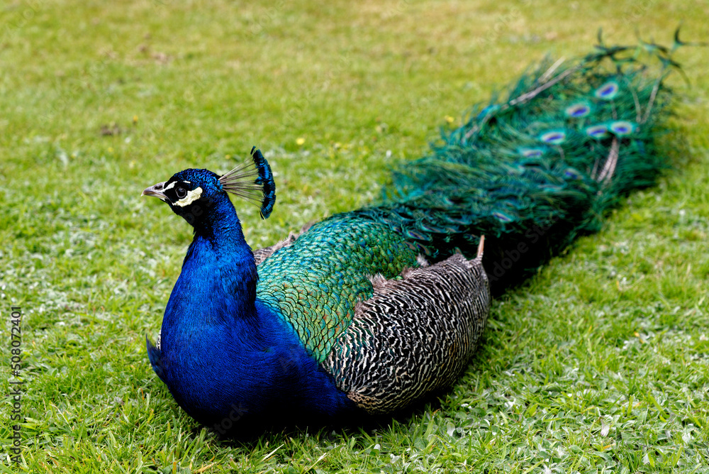 Fototapeta premium Peacock at Warwick castle garden