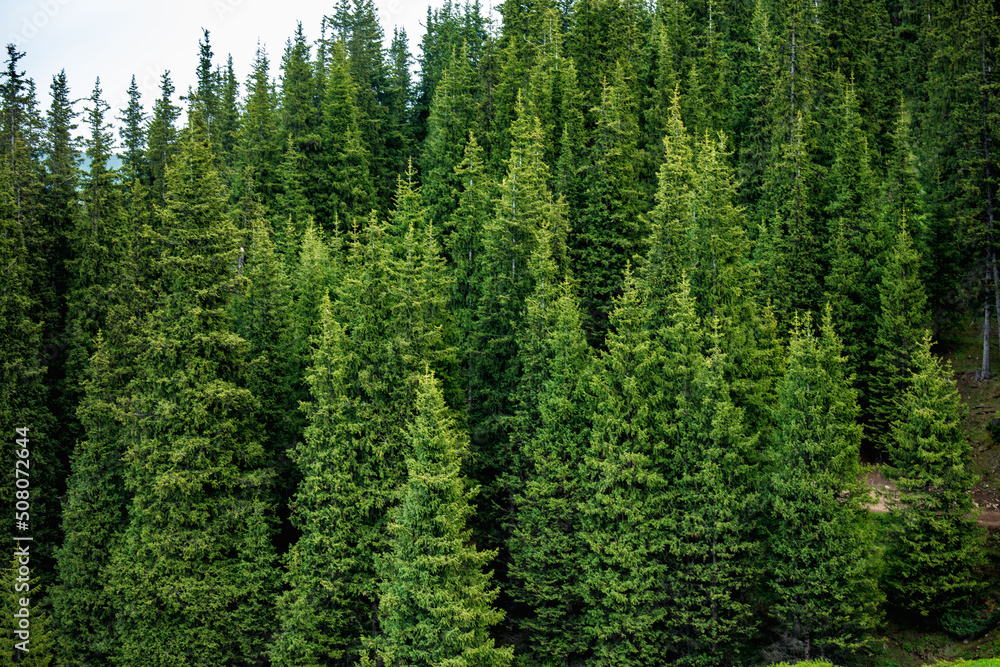 green forest in the morning green forest in the morning