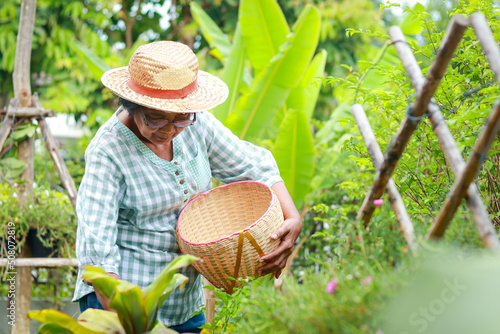 Asian elderly woman live at home Hold a woven basket to collect vegetables in the garden to use for cooking. The concept of life of the elderly in retirement age. health care © SUPERMAO