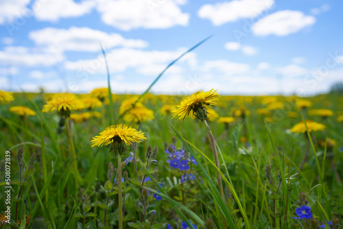 Field with yellow dandelions and blue sky