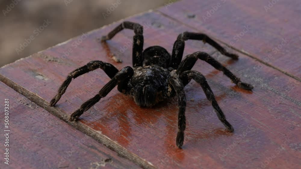 Macro of big black tarantula in Brazil. Close up high angle shot of a spider.