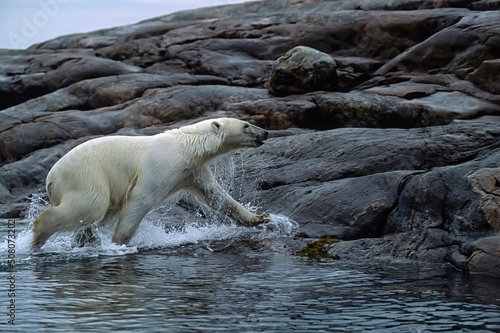 Polar bear running onto rock island
