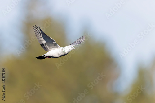 A Rock Pigeon (Columba livia) in flight.