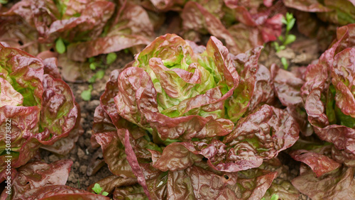 Lettuce bio red butterhead harvest farm field Lactuca sativa harvesting food Verona farmer farming greenhouse folio agricultural garden leaf plant green leaves greenhouse organic plantation vegetables