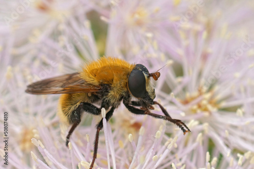 Detailed closeup on the hairy, fluffy, Variable Bear Hoverfly, Criorhina berberina sitting on a pink Tahlictrum flower photo