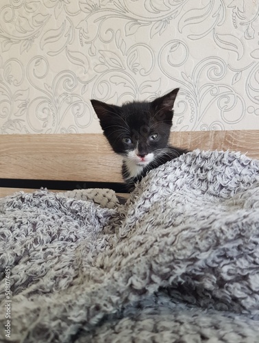 cat on a chair