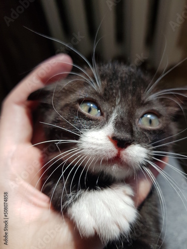 portrait of a cat