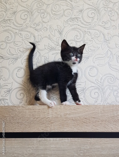 cat on the table