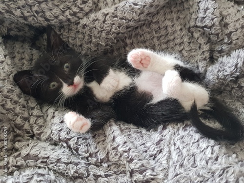 kitten playing with a ball