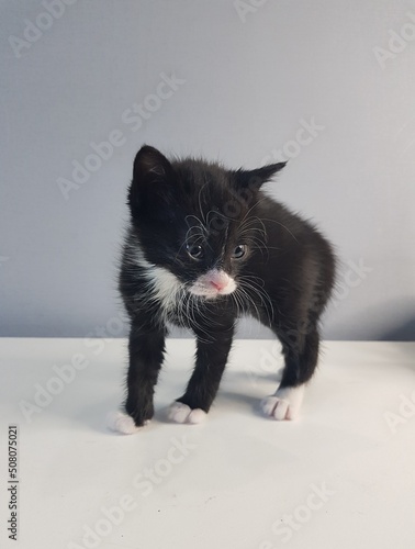 black and white kitten
