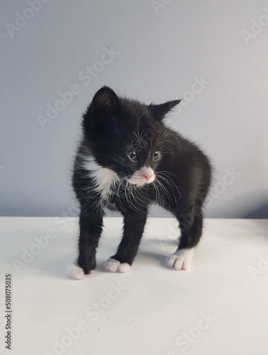 black and white kitten