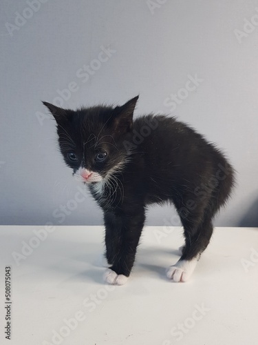 black and white cat