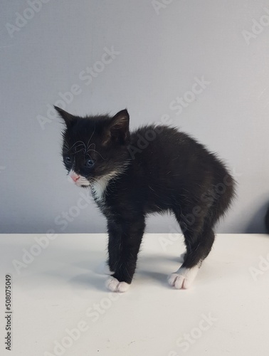 black and white cat