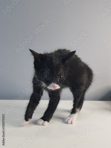 black and white kitten