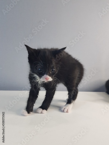black and white cat