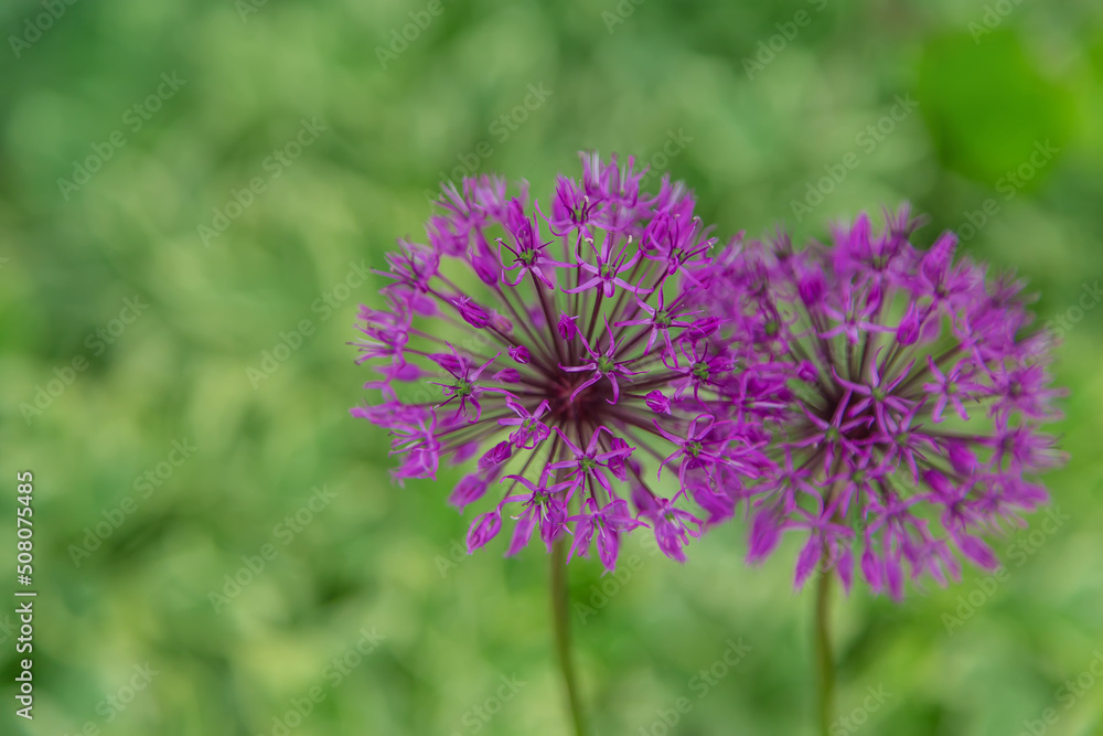 Decorative onion blooms in the garden. Selective focus. Decorative onion blooms in the garden. Selective focus.