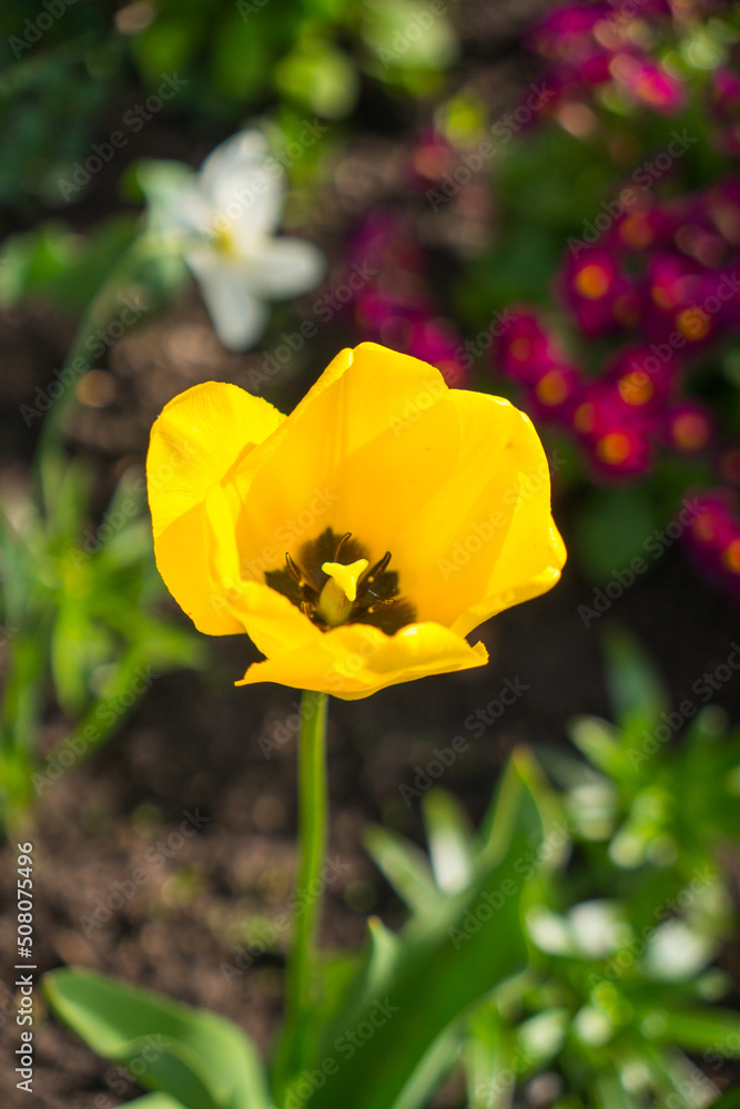 Yellow Tulpan in a spring garden
