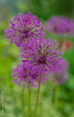 Decorative onion blooms in the garden. Selective focus.