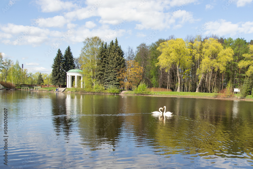 two white swans swim on a blue lake against the backdrop of a white gazebo