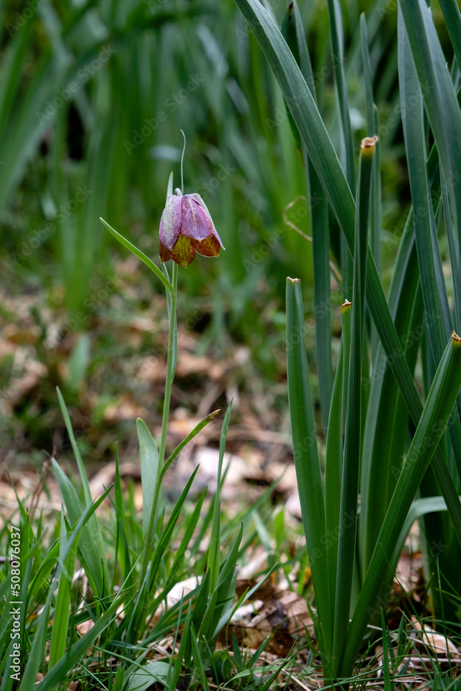 Pyrenean fritillary or Pyrenean snake's-head purple flower Pyrenean fritillary or Pyrenean snake's-head purple flower