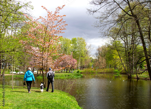 A man and a woman walk with a dog in a flowering park along the lake