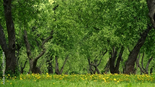 apple trees in the garden and a carpet of blooming yellow dandelions