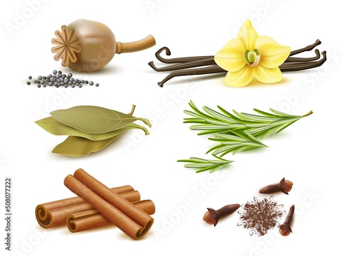 Realistic spices and herbs. Isolated natural elements, dry and fresh ingredients, poppy seeds, rosemary sprigs, cinnamon sticks, vanilla pods and flower, bay leaf and dried cloves vector set