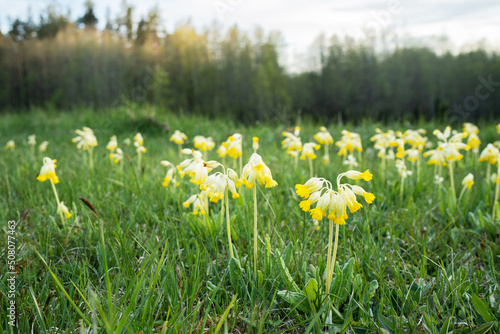Beautiful Common cowslip, Primula veris flowering on a late spring meadow in Estonia