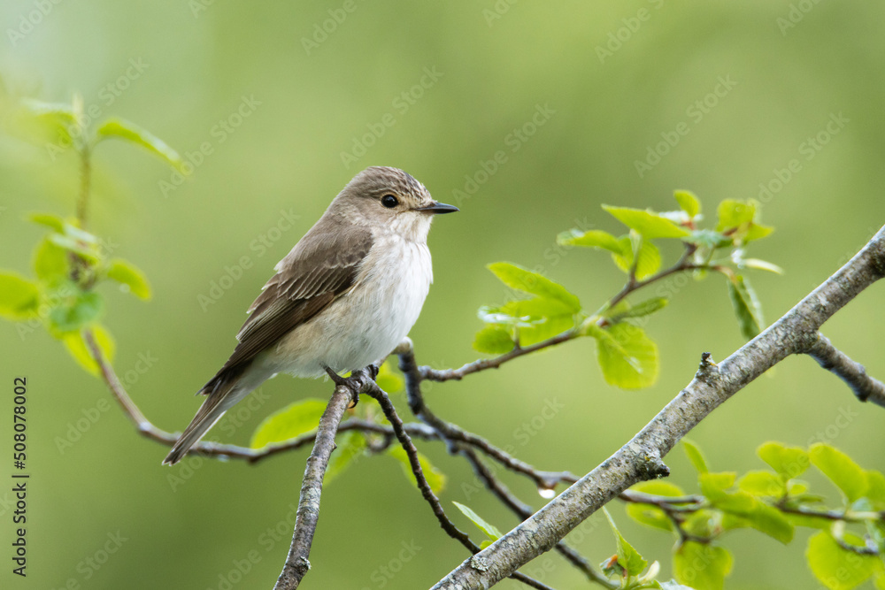 Obraz premium Close-up of a Spotted flycatcher, Muscicapa striata perched in a springtime forest in Estonia