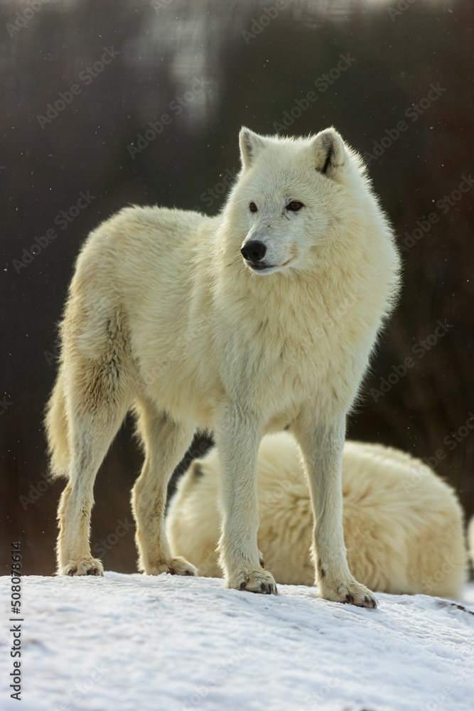 male Arctic wolf (Canis lupus arctos) beautifully posing in the snow, beautiful animal
