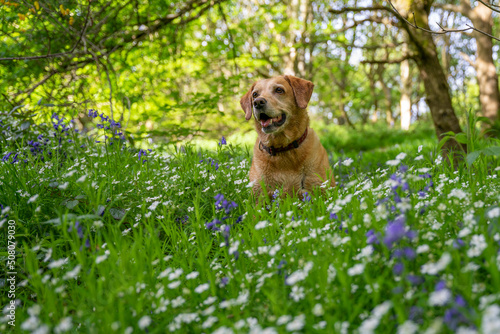 Suczka rasy labrador siedzi w trawie na kwitnącej łące.  © Aneta