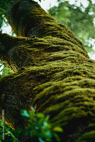 An old tree covered with green moss. A mysterious forest overgrown with green moss. Moss on a tree.