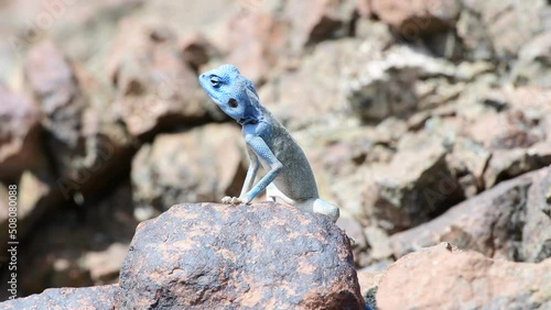 Male Sinai Agama  with his sky-blue coloration in his rocky habitat wildlife observation, United Arab Emirates (UAE), Middle East, Arabian  Peninsula photo