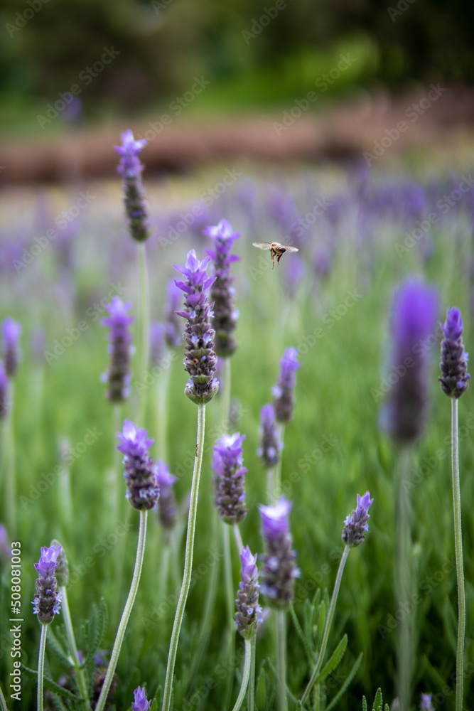 Obraz premium Lavender Flowers and bee flying around