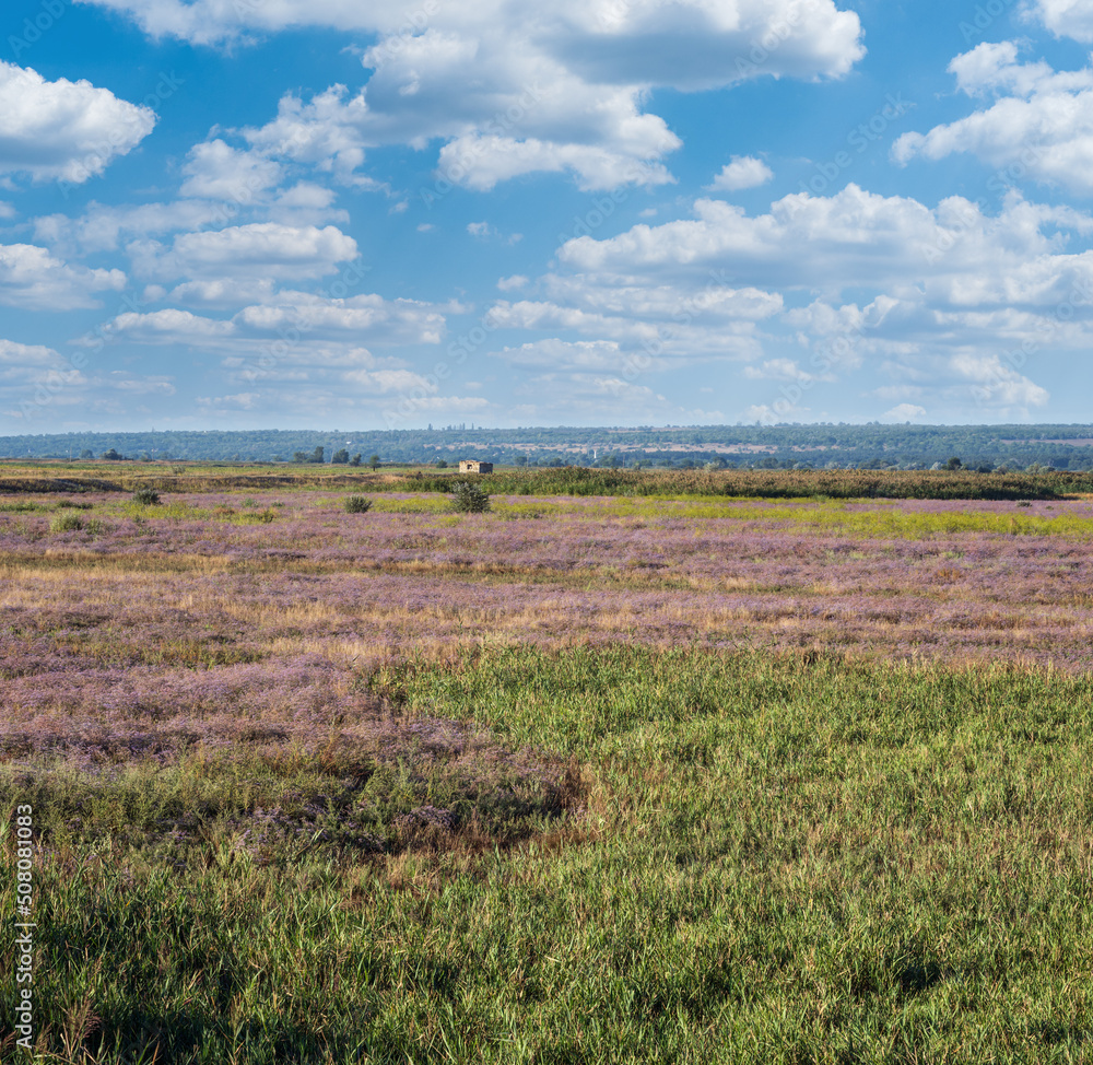 Summer countryside meadow, marshes with flowering purple heather flowers