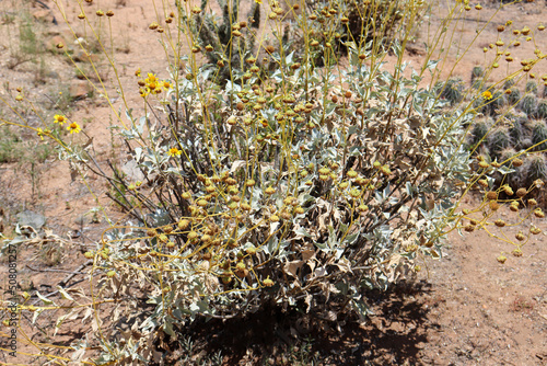 Encelia Farinosa desert plank also known as brittlebush, brittle brush and incienso. photo