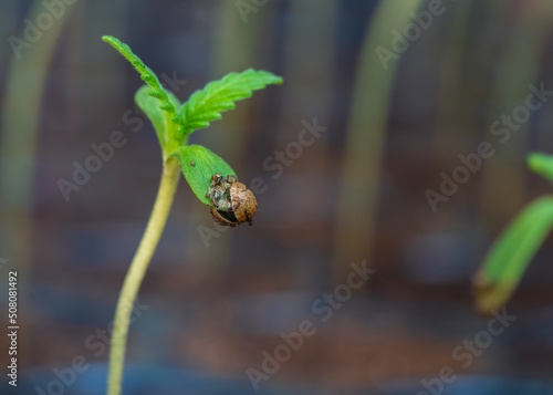 Fresh young cannabis seedling. young marijuana sprout close up. Sapling Marijuana Sativa grows from soil © somchairakin