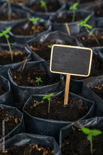 Mini blackboard and young cannabis plant in farm, mini blackboard with empty space for text