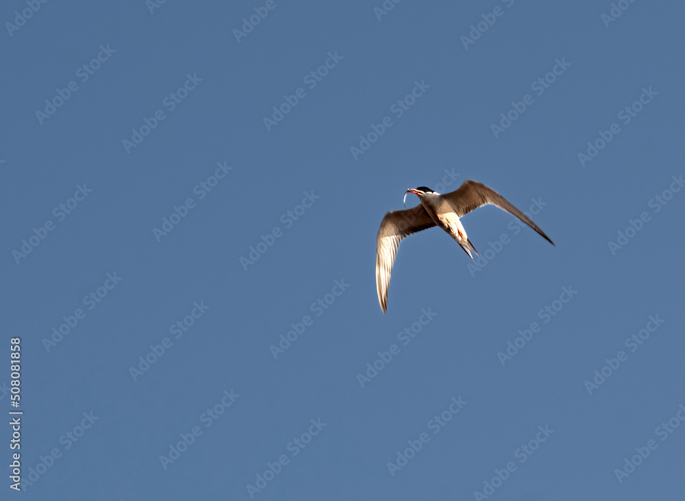 Obraz premium The tern (sea tern) living in the Izmir city forest is constantly hunting fish both to feed its stomach and to take food to its nest.